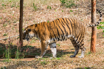 Bengal tiger  close view at zoo at different position at national park.