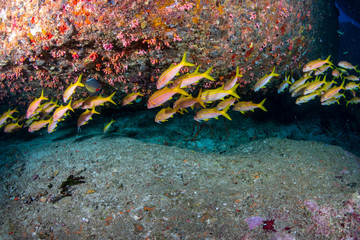 Colorful school of snapper on a tropical coral reef