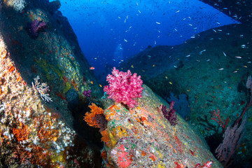Fototapeta na wymiar Tropical fish and colorful corals on a coral reef