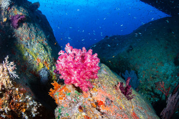 Fototapeta na wymiar Tropical fish and colorful corals on a coral reef