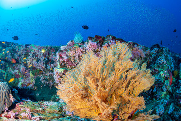 A healthy, thriving tropical coral reef