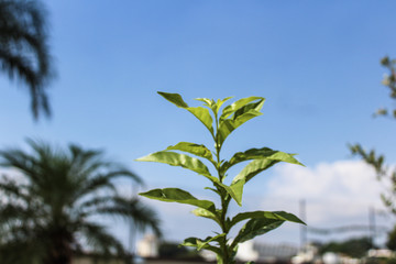 Planta