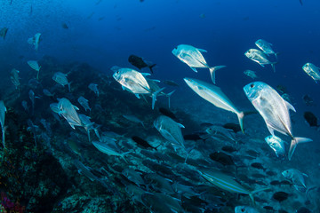 Trevally hunting on a tropical coral reef