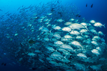 Huge school of hungry Trevally on a healthy tropical coral reef