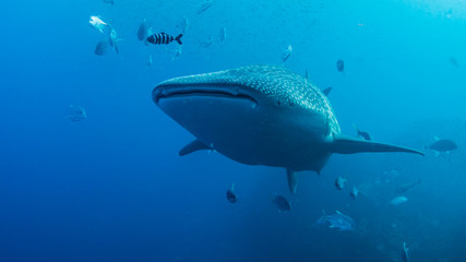 A large Whale Shark with accompanying Cobia and Remora swim over a tropical coral reef