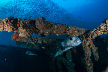 Pufferfish and other tropical fish on an underwater shipwreck