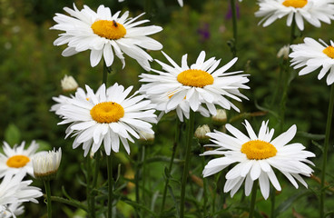 Close up white chamomile flowers