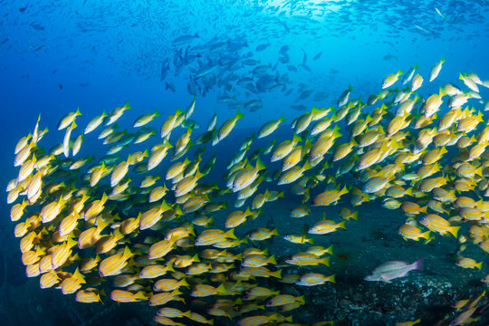 School of fish on a shipwreck