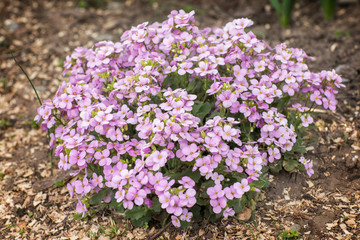 Purple Aubrieta flowers or Aubretia cascade Aubrieta Deltoidea 