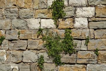 stone wall with plants