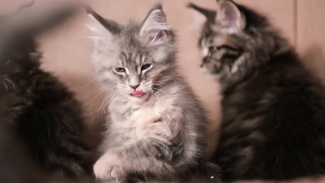 Funny Maine coon cat licks paw and washes his face at home. Adorable gray kitten 2 months old close up. Beautiful kitty washes after meal. Close up of young cat at home.