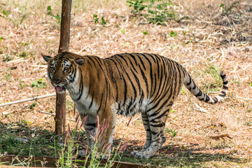 Fototapeta na wymiar Bengal tiger close view at zoo at different position at national park.