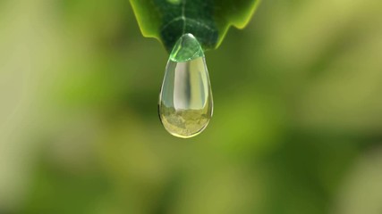 Water Drop Flows Down on a Leaf, Beautiful realistic 3d animation. 4K - Powered by Adobe