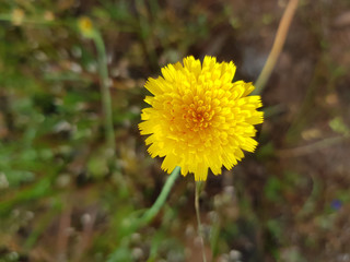 Fiore selvatico di Sardegna