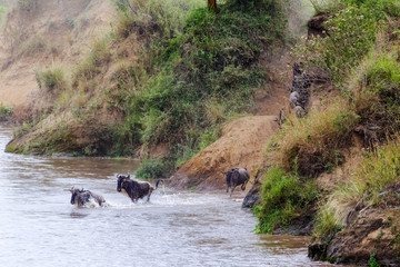 Fototapeta na wymiar Great migration in action. Wildebeest jump from the cliff into the river. Kenya, Africa