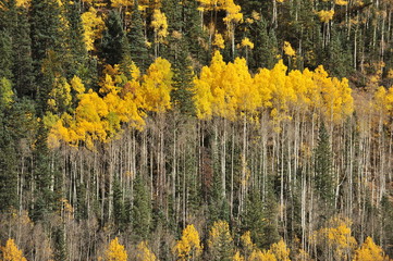 Aspen forests painted with bright yellow colors of autumn