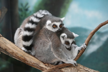 lemur
