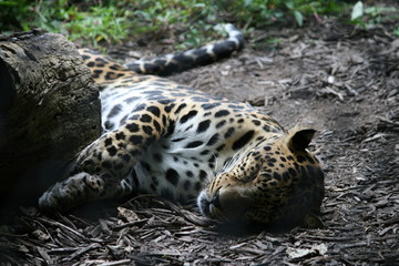 leopard