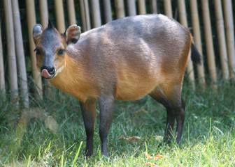  African deer
