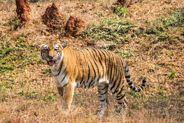 Fototapeta na wymiar Bengal tiger close view at zoo at different position at national park.