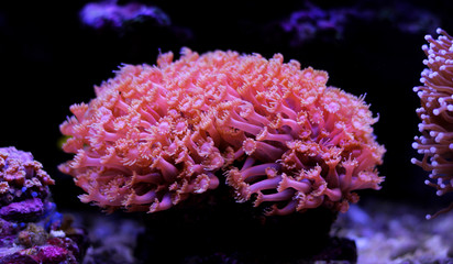 Naklejka premium Pink Goniopora LPS coral in saltwater aquarium