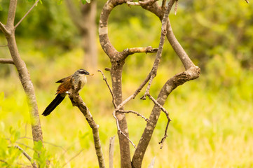 Burchell Cuckoo sitting on a branch with a butterfly