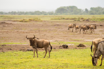 Fototapeta na wymiar Wildebeest herds grazing in the savannah