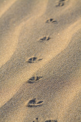 Animals footprints on rippled sand in desert.