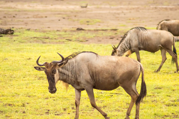 Naklejka na ściany i meble Wildebeest herds grazing in the savannah of Amboseli