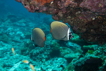 Obraz na płótnie Canvas Redtail butterfly fishes at Richelieu rock in the Mu Koh Surin marine park, Thailand