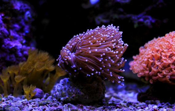 Purple euphyllia torch lps coral in reef tank