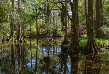 Beautiful Plantation Garden