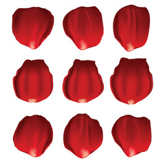 rose petals vector isolated on white background