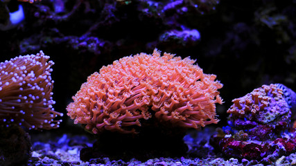 Naklejka premium Goniopora lps coral in reef aquarium tank