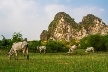 Fototapeta premium Cambodian nature, Kep, Cambodia