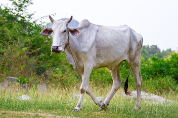 Cow, Vietnam