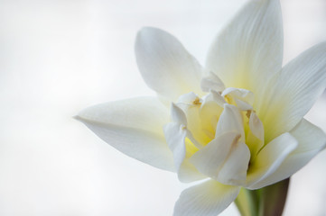 Obraz na płótnie Canvas Close up of White Nymph hippeastrum flower