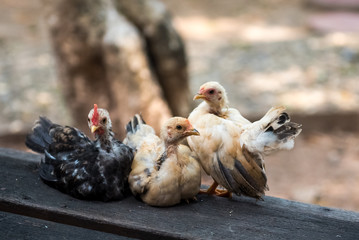 Very beautiful small hen.
