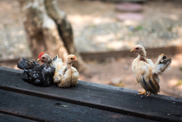 Very beautiful small hen.