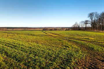 Green fields in autumn time, Tukums area, Latvia.