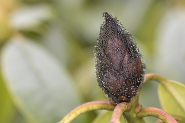 Pilzbefall einer Rhododendron Knospe