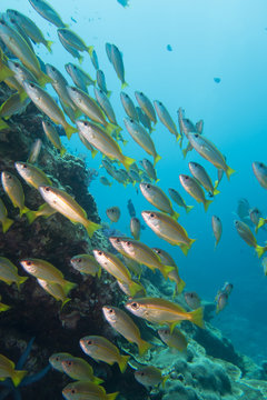 Thailand: Huge swarm of schooling bigeye snappers at the suba diving spot Richelieu Rock
