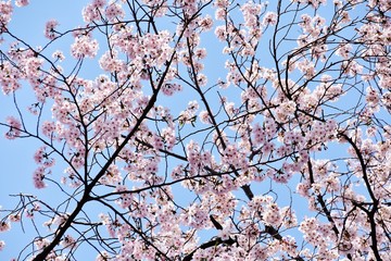 桜の花