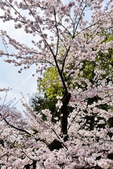 Cherry blossoms in Rikugien, Tokyo, Japan 