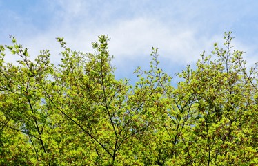 Fototapeta premium Fresh green color leaves and the sky