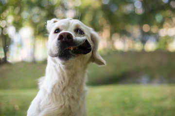 Close up of funny dog breed golden retriever shaking its head on a beautiful greenand blue bokeh background