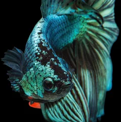 Zelfklevend Fotobehang siamese kempvissen © AEyZRiO