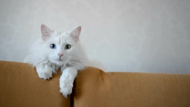White Angora cat with multi-colored eyes is lying on the couch. Second plan