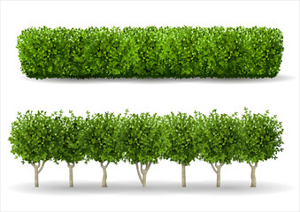 Bush in the form of a green hedge. Ornamental plant. The garden or the Park. Set of fences. Vector graphics - obrazy, fototapety, plakaty