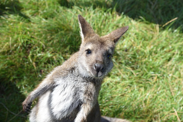Wallaby © Matthias Rickli
